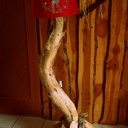 Lampe de salon avec racine