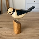 Mésange bleue