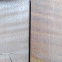 Érable sycomore des Balkans