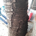 Cerisier ! Quelques petits projets à venir après séchage...