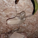 Trophée "Boulet d'or"