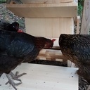 Mangeoire à pédale