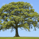 Kat one - étagère parfumeuse