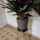 Selette chêne, chêne