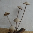 Champignons non comestibles