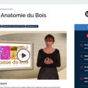 Cours sur l'anatomie du bois