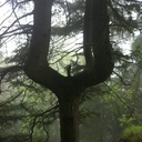 Voilà un arbre qui ne manque pas d'originalité