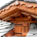 Habillage d'une jacobine