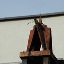 Abri pour mésanges impatientes