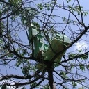 Rêve de chateau dans l'arbre