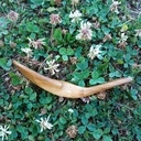 Nouvelle cuillère en noyer sur un design toujours de Lee John Phillips