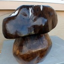 Bolétus non comestible