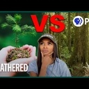 CO2, forêt, bois et climat