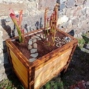 Jardinière pour mangeuse de mouche