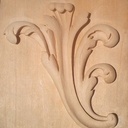 Acanthe éclairée par la lumière du soleil