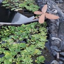 Libellule et son bassin...