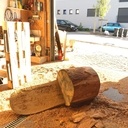 Chêne 150 ans diamètre 70cm