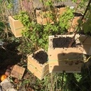 Boîte marcottage aérien