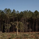 Dans les forêts landaises, les coupes rases ont toujours la cote.