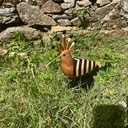 Huppe fasciée