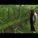 Faire pousser des chaises directement