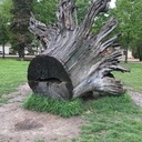 Juste une souche d'arbre...