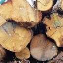 La fuite du chêne français en Chine