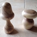 Champignons en Albizia