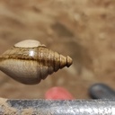 Pour rester dans le pendule