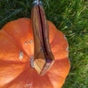 Opinel en bois de rose et rosier