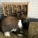 Rack à foin pour lapin
