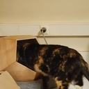 Niche dodécaèdre pour chat