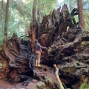 Big tree, séquoia géant de Californie