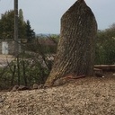 Hommage à mon chêne