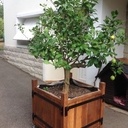 Caisse à agrume type  Le Notre ou Roubo