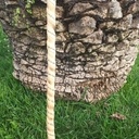 Bâton de marche heureux qui comme Ulysse