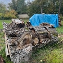 Énorme tronc de noyer