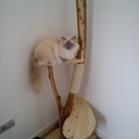 Arbre à Chat