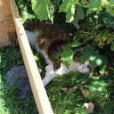 En tout cas, ça plait au chat