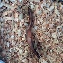 9ème cuillère de 2023 : Cuillère en pommier cuite au four.