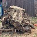 Débit d'une souche de noyer