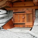 Habillage d'une jacobine