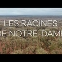 Les bois pour la nouvelle charpente de N.D. de Paris