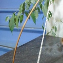 Prototype d'une "lampe harpe"