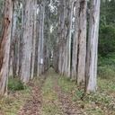 Forêt d'eucalyptus géants.