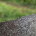 La "nib" est encore présente – on la trouve souvent cassée