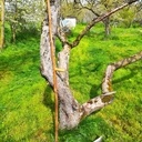 Manche de faux sommaire