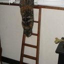 Echelle à chat