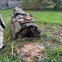 Énorme tronc de noyer