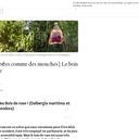 Le bois de rose introuvable